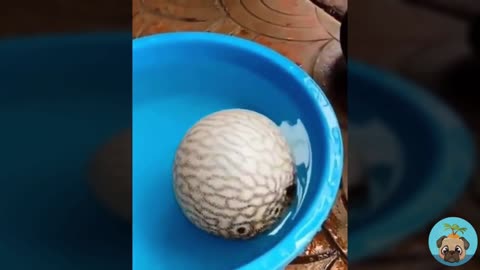 My pet is so cute1