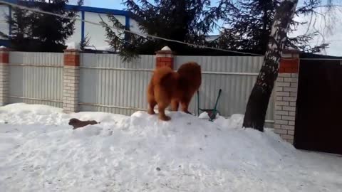 Tibetan mastiff!!! adorable babu and others on guard