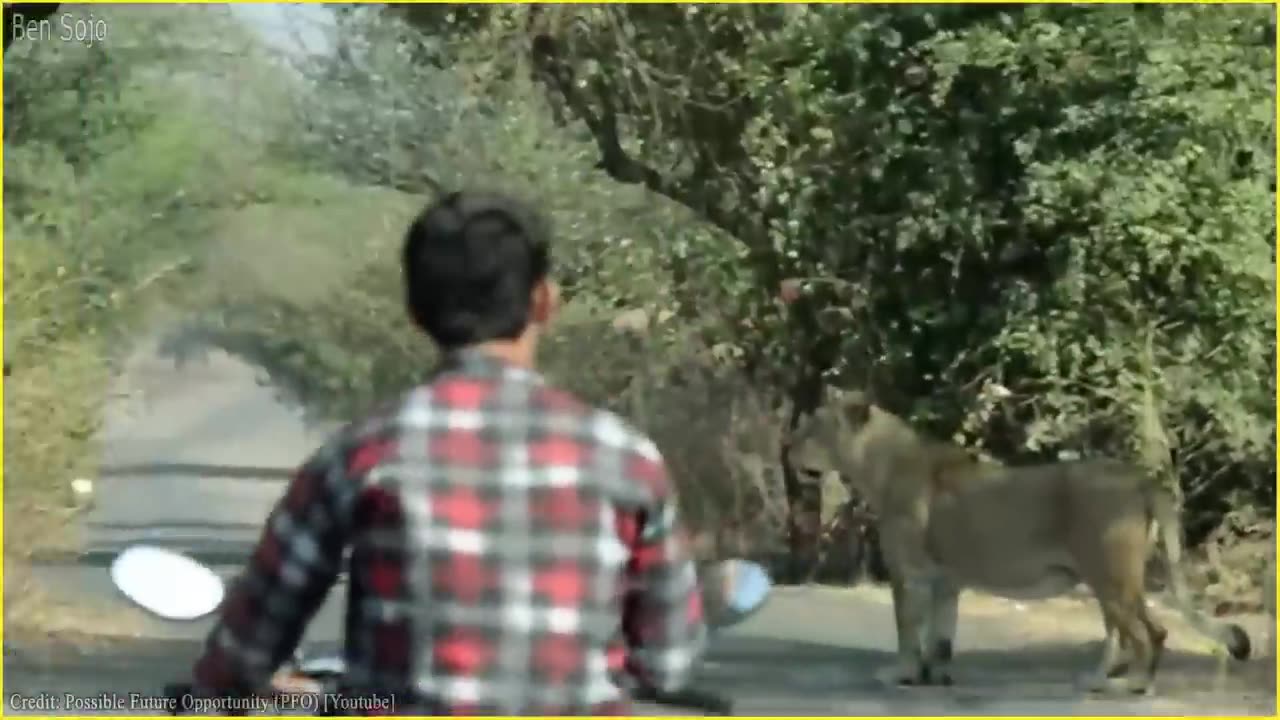 20 Terrifying Moments of Wild Animals Roaming The Streets