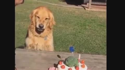 PERROS Y CACHORROS GRACIOSOS 5