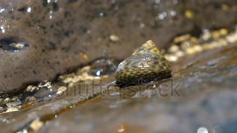 Close up of sea snailing. Handheld, shallow focus