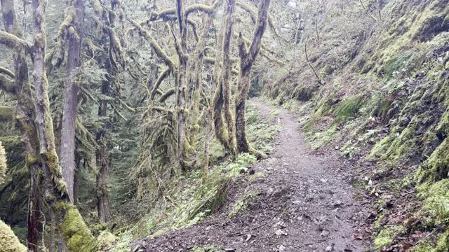 Gnarly Rainforest Mossy Trees – Salmon River Trail – Salmon Huckleberry Wilderness – Mount Hood – 4K