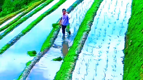 agriculture in china। chinese agriculture