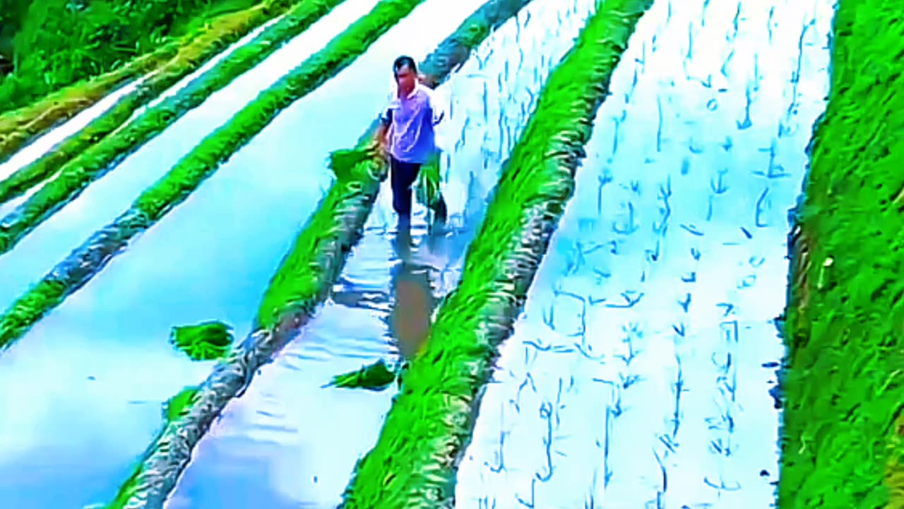 agriculture in china। chinese agriculture