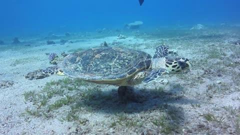 Hawksbill - 20906