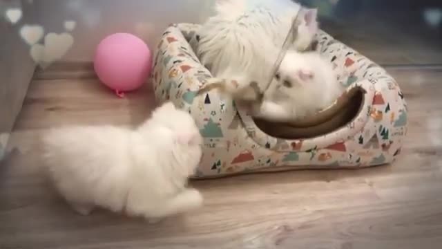 Cute cats very amazing funny cats movement this video