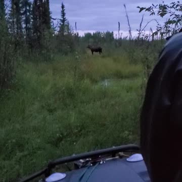 Cow moose blocking the trail.
