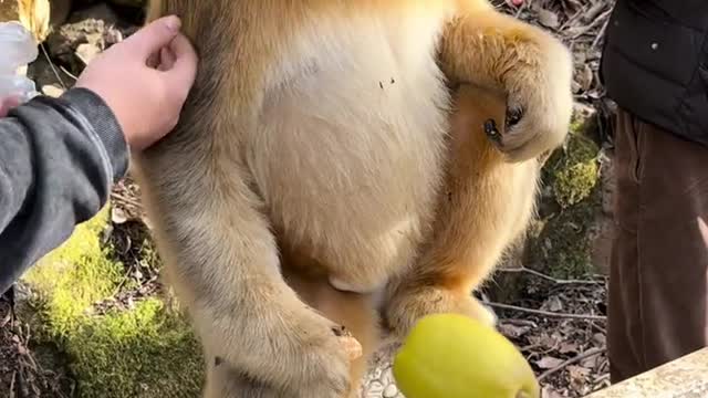 Endemic Animals of China [golden monkey]