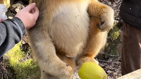 Endemic Animals of China [golden monkey]