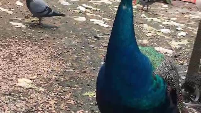 Peacock with crown