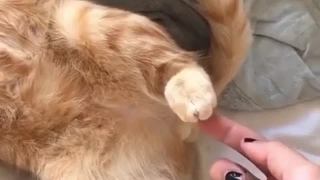 When you try to tickle a cat
