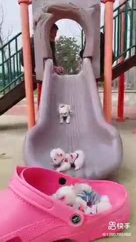 cute adorable puppies Continuation