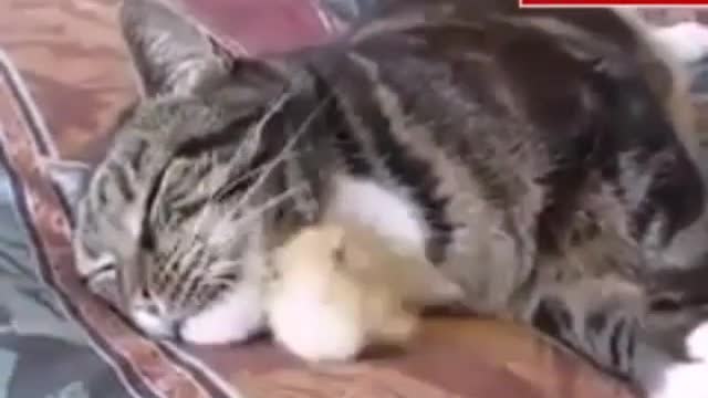 Funny and Cute Cats Videos #53 │ Gadis Sekarwangi