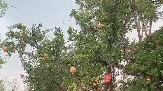 Pomegranates are about to ripen