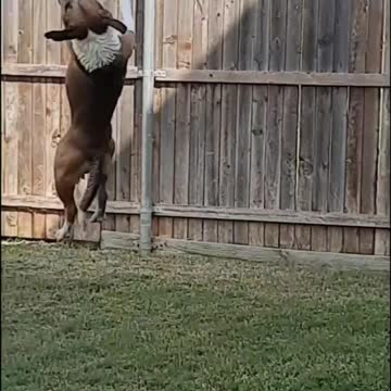 Dog Jumps