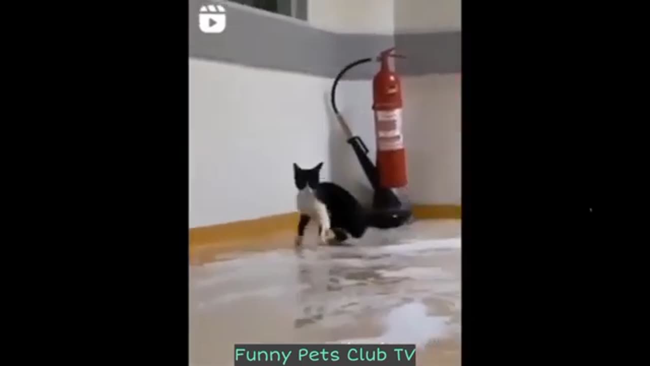 Funny Animal Videos 🤣 Funniest Cats and Dogs Video