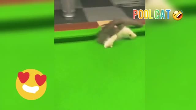 Funny cat love playing pool 😂😂