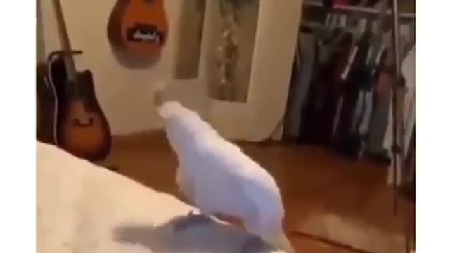 1 White parrot dancing