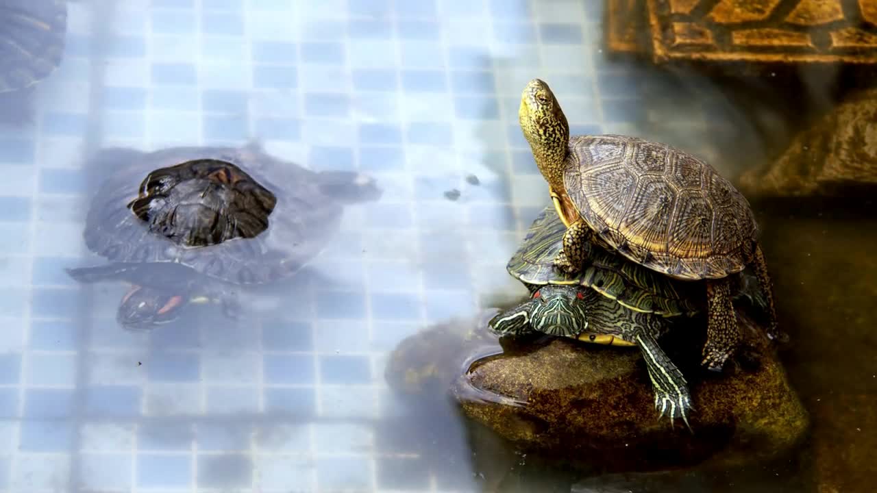 Animal Reptile Aquatic Water Turtle in a Water Pool