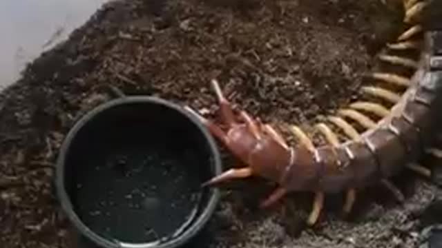Reptiles behaviour