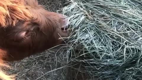 Goat and cow munch on hay while its being pulled off truck