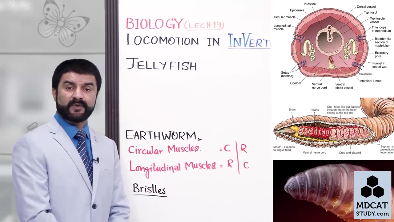 LEC#19 LOCOMOTION IN INVERTEBRATES