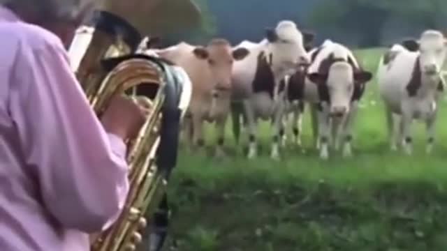 Funny Animal Videos - Music Loving Cows - Really Fantastic