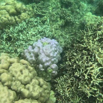 Snorkeling Adventure, Once Islas, Zamboanga Healing Reef