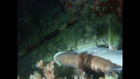 Night Dive at Flatt's April 2016