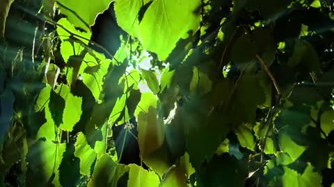 Relaxing Music | Sleeping, Meditation, Stress Relief | [6038] ⭐️