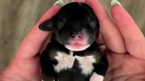 World Cutest Dog Baby 😍😍😘 | Cute Dog | Funny Dog Moments | Share With Your Friends