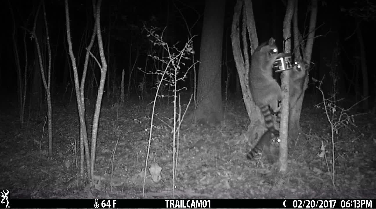 Family of raccoons loving their midnight snack.