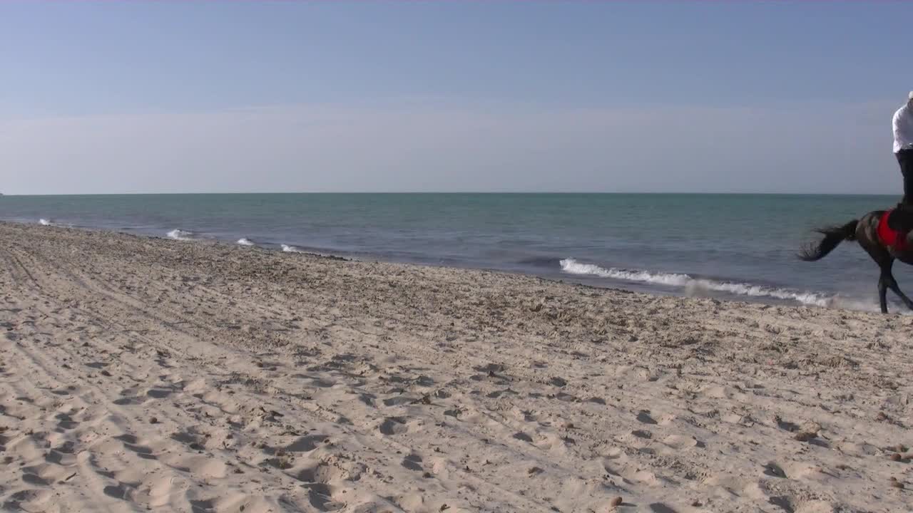 horse running on the beach sands