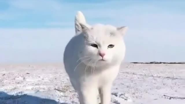 Funny Cats 😂 Cute and Baby Cat 😺 Videos Compilation #3