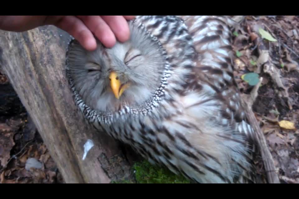 Wild Owl Loves Being Petted And Keeps Eyes Closed In Enjoyment