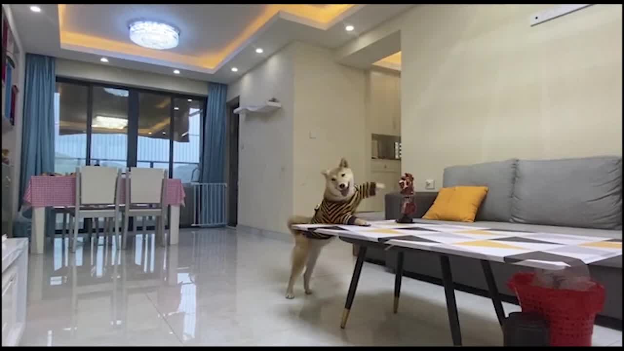 Most intelligent dog funny moment