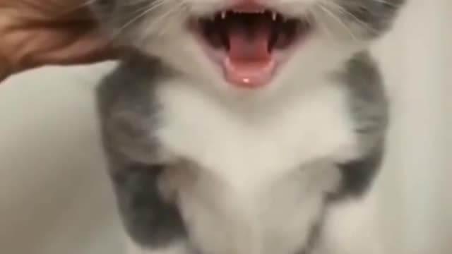Funny cats #viral #cat #funny