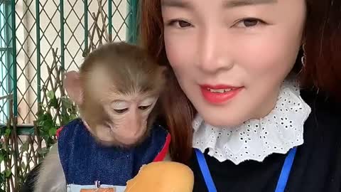 Cute monkey eat oring and milk.