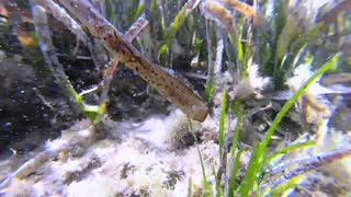 Skinny and Rare Seahorse Looks Like Sea Grass