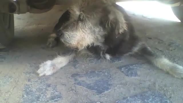 Dog under the car resting due to the strong sun, it's a relaxing time [Nature & Animals]