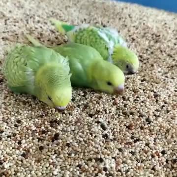 A group of lovebirds eating grain and feed