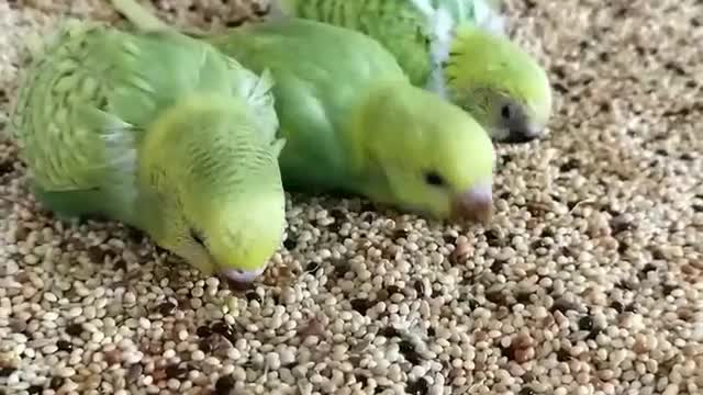 A group of lovebirds eating grain and feed