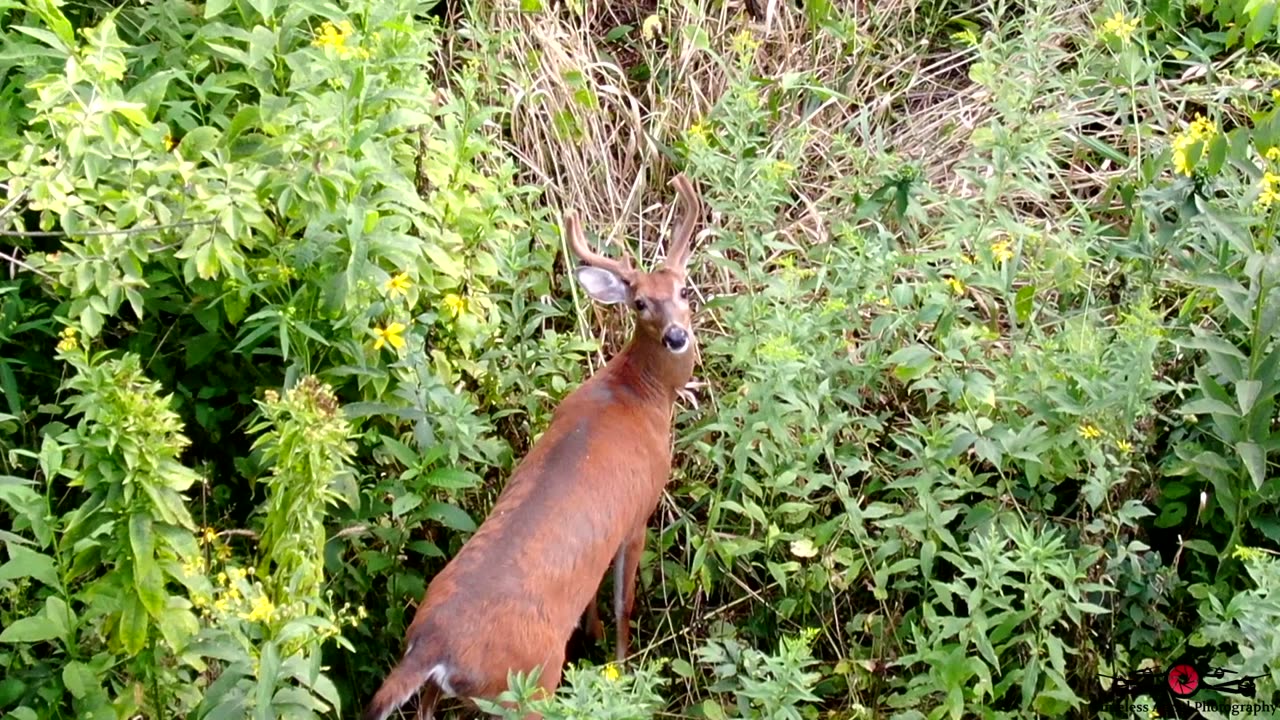 Drone Finds Nice Buck Hiding In The Brush Drone Footage