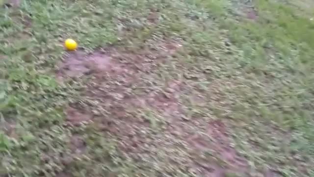 Collab copyright protection - dog misses blue ball flies into tree