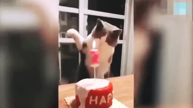 Funny cats compilations diary