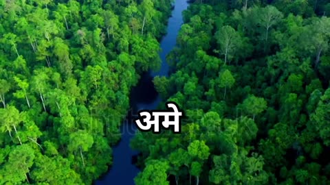 Secret of Amazon rainforest