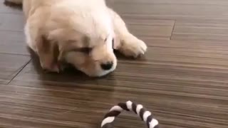 Playing with Goldens Dog