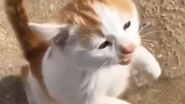 Lovely Cat, black cat, cats, funny cats, funny cat videos