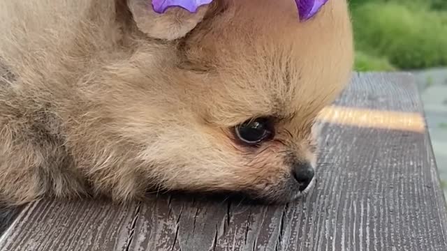 A Dog with Flower on It's Head