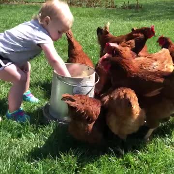 Our Daughter Feeds the Chickens